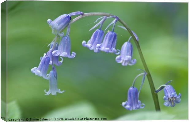 Bluebell Close up Canvas Print by Simon Johnson
