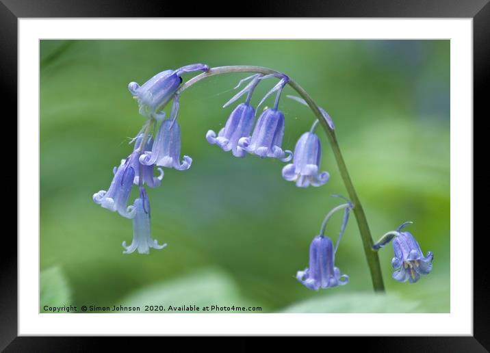 Bluebell Close up Framed Mounted Print by Simon Johnson