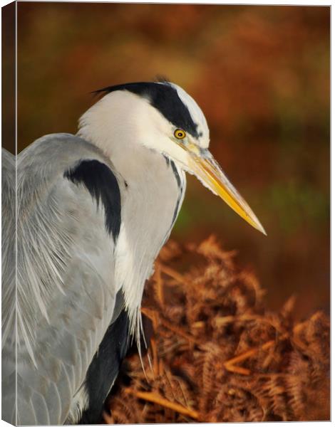 Heron Pose Canvas Print by Clive Eariss