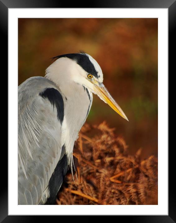 Heron Pose Framed Mounted Print by Clive Eariss
