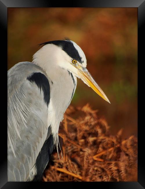 Heron Pose Framed Print by Clive Eariss