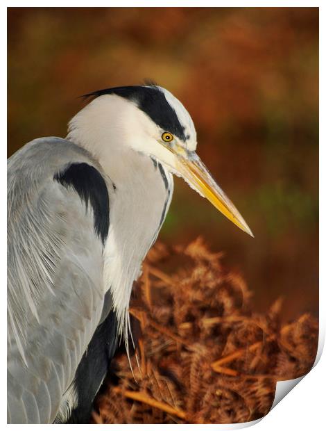 Heron Pose Print by Clive Eariss