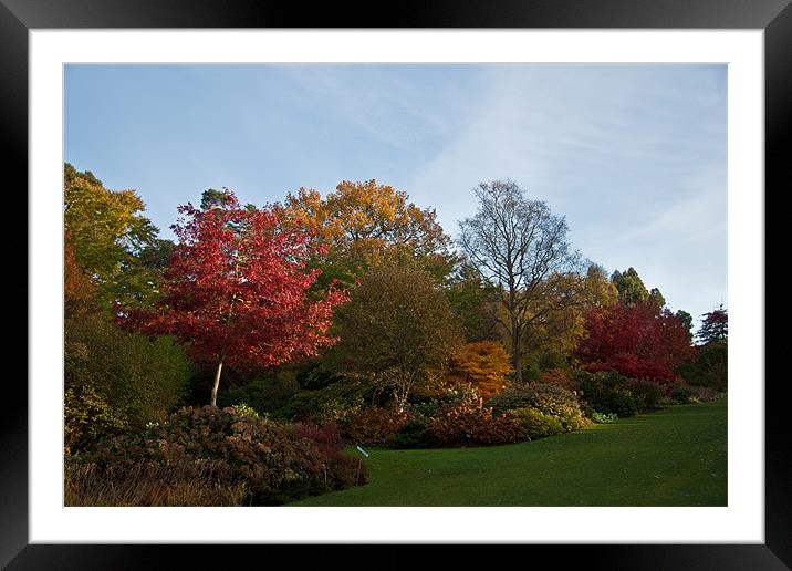 Autumn Colours Wisley. Framed Mounted Print by Dawn O'Connor