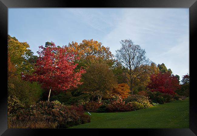 Autumn Colours Wisley. Framed Print by Dawn O'Connor