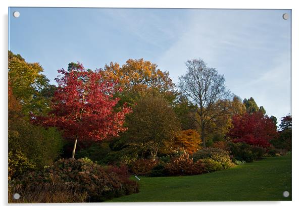 Autumn Colours Wisley. Acrylic by Dawn O'Connor