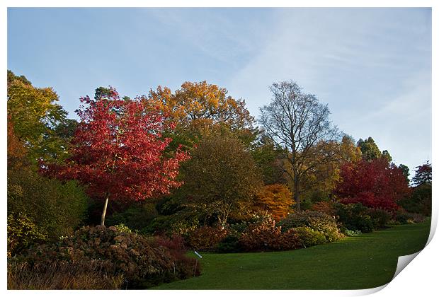 Autumn Colours Wisley. Print by Dawn O'Connor
