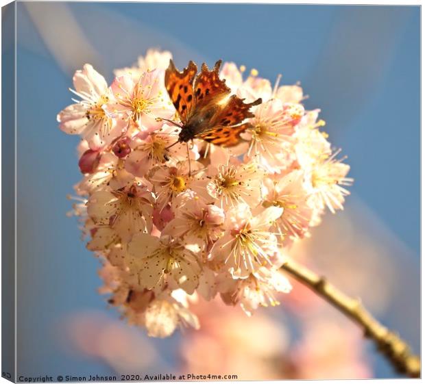 blossom and butterfly Canvas Print by Simon Johnson