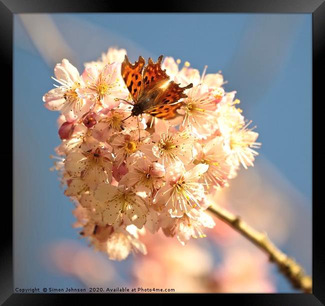 blossom and butterfly Framed Print by Simon Johnson