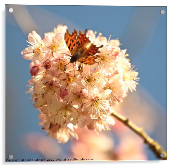 blossom and butterfly Acrylic by Simon Johnson