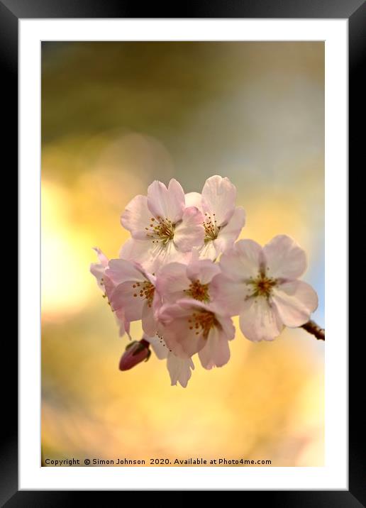 Cotswold blossom Framed Mounted Print by Simon Johnson