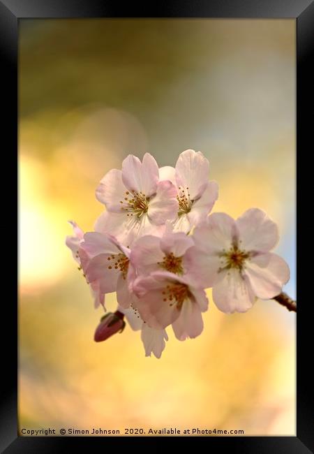 Cotswold blossom Framed Print by Simon Johnson