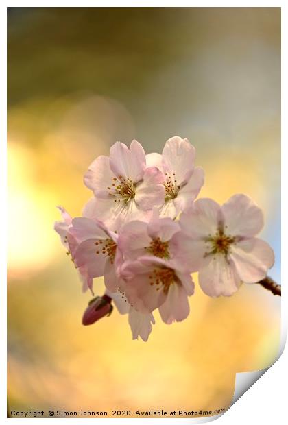 Cotswold blossom Print by Simon Johnson