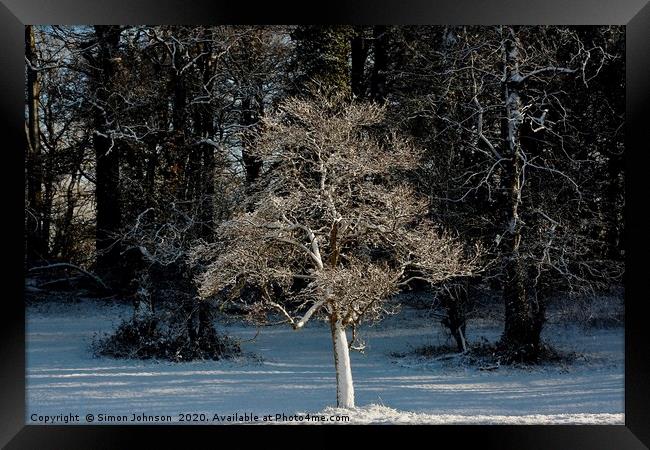 Sunlit frosted tree Framed Print by Simon Johnson