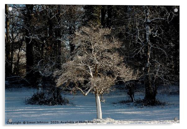 Sunlit frosted tree Acrylic by Simon Johnson