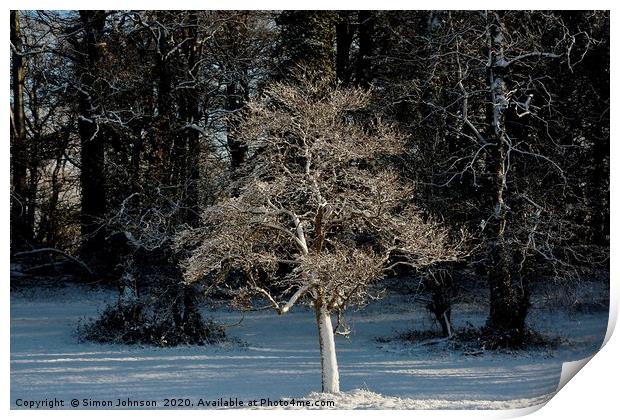 Sunlit frosted tree Print by Simon Johnson