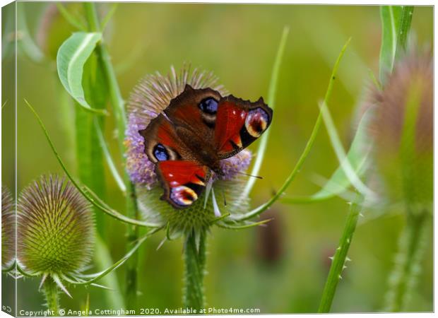 Peacock Butterfly on a Teasel Flower Canvas Print by Angela Cottingham