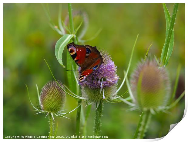 Peacock Butterfly on a Teasel Flower Print by Angela Cottingham