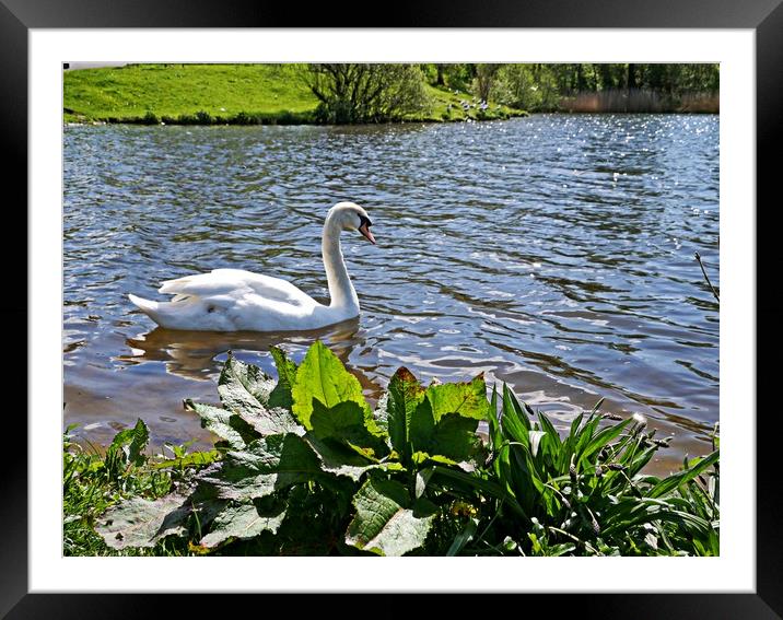Swan Lake Framed Mounted Print by Martin Smith