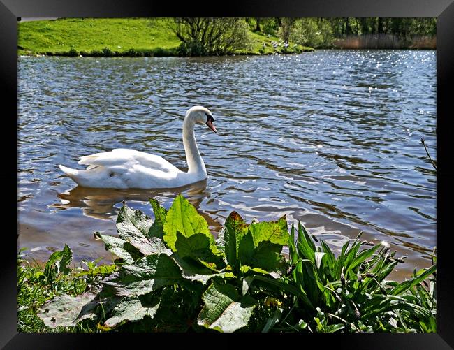 Swan Lake Framed Print by Martin Smith
