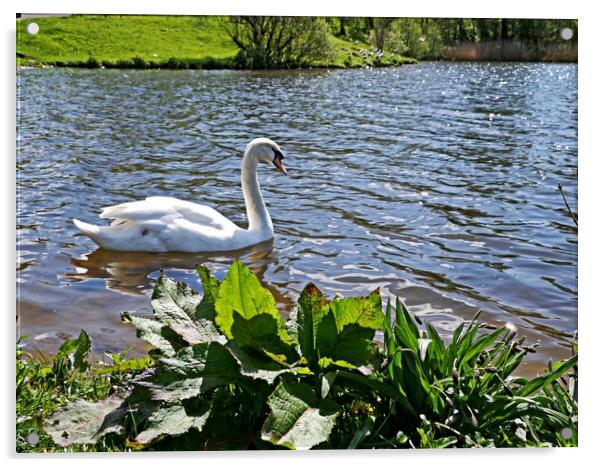 Swan Lake Acrylic by Martin Smith