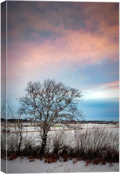 Lonely Winter Tree at Sunrise Canvas Print by Antony McAulay