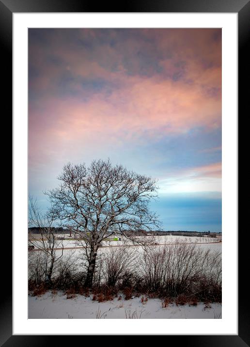 Lonely Winter Tree at Sunrise Framed Mounted Print by Antony McAulay