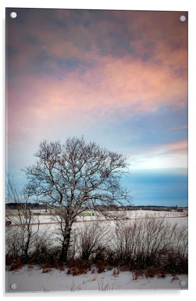 Lonely Winter Tree at Sunrise Acrylic by Antony McAulay