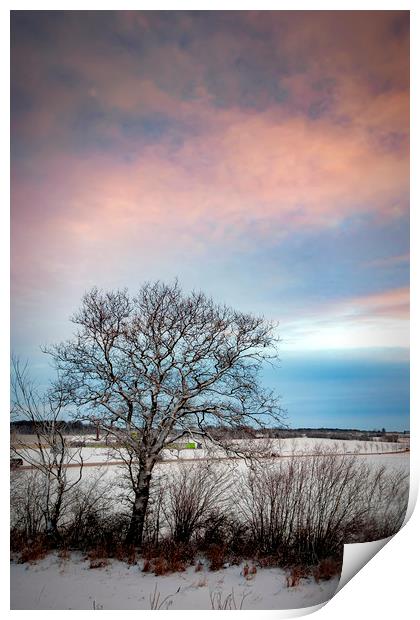 Lonely Winter Tree at Sunrise Print by Antony McAulay