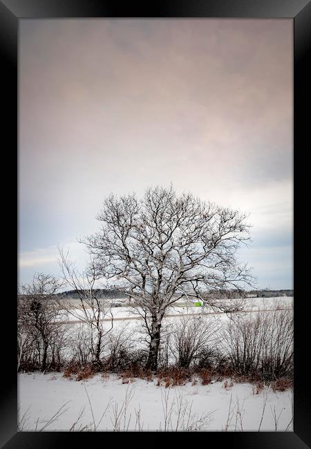 Lonely Winter Tree Framed Print by Antony McAulay