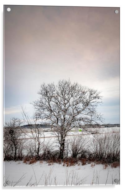 Lonely Winter Tree Acrylic by Antony McAulay