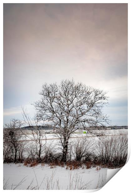 Lonely Winter Tree Print by Antony McAulay