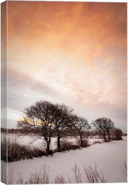 Lonely Winter Treeline at Sunrise Canvas Print by Antony McAulay