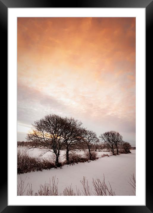 Lonely Winter Treeline at Sunrise Framed Mounted Print by Antony McAulay