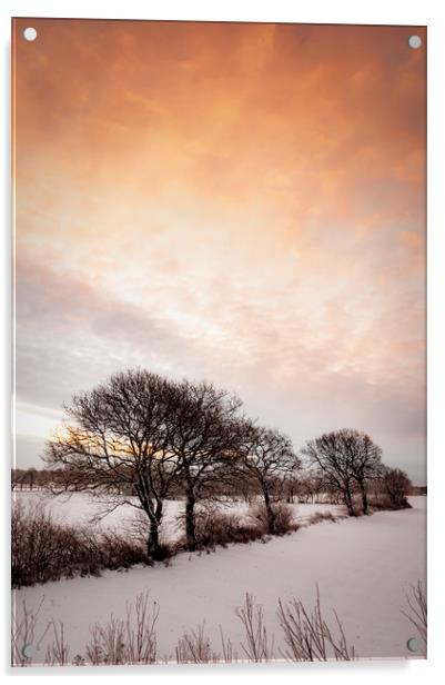 Lonely Winter Treeline at Sunrise Acrylic by Antony McAulay
