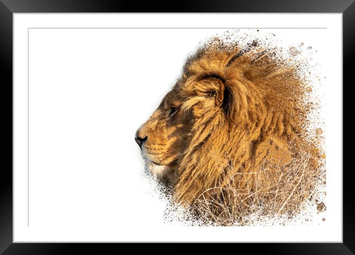 Lion Head Splatter Art Framed Mounted Print by Darren Wilkes
