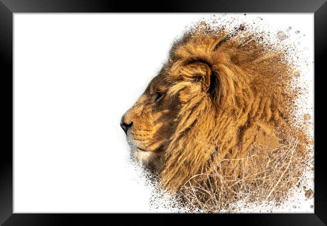 Lion Head Splatter Art Framed Print by Darren Wilkes