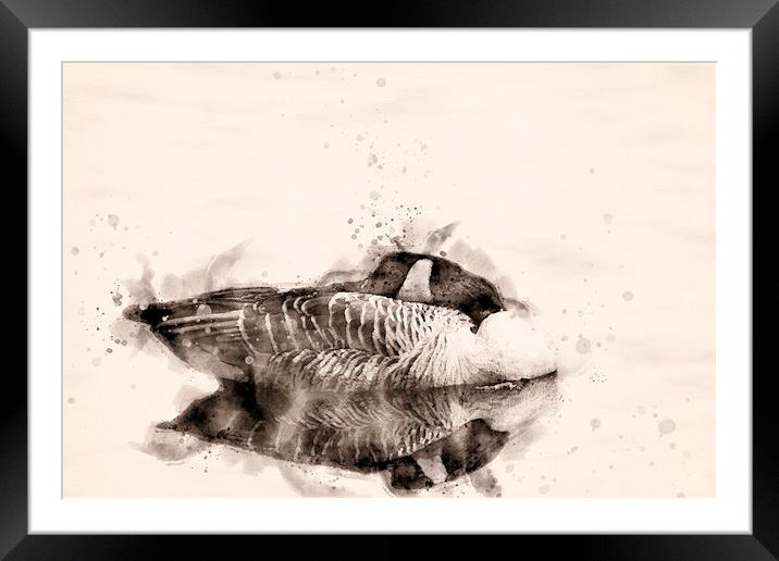 Canadian Goose Watercolour Framed Mounted Print by Darren Wilkes