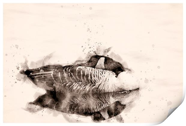 Canadian Goose Watercolour Print by Darren Wilkes
