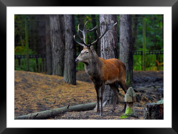 King of the forest Framed Mounted Print by Terry Hunt