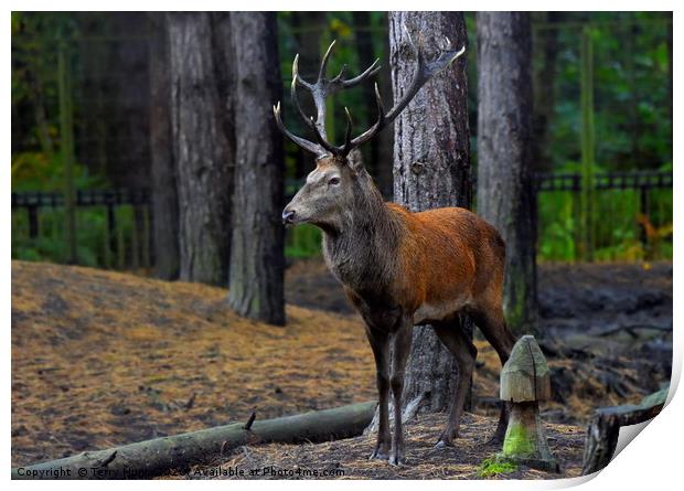 King of the forest Print by Terry Hunt