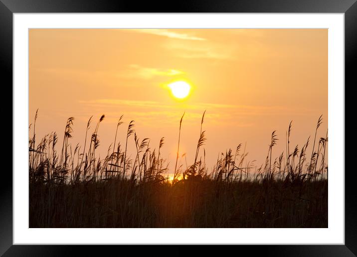 Sun disk and grass at sunset. Framed Mounted Print by Alexey Rezvykh