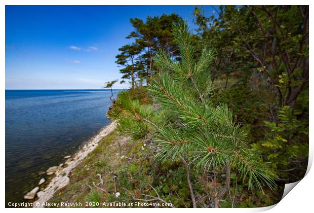 A pine tree over the sea. Print by Alexey Rezvykh
