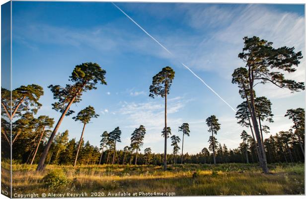 Tall pines on blue sky Canvas Print by Alexey Rezvykh