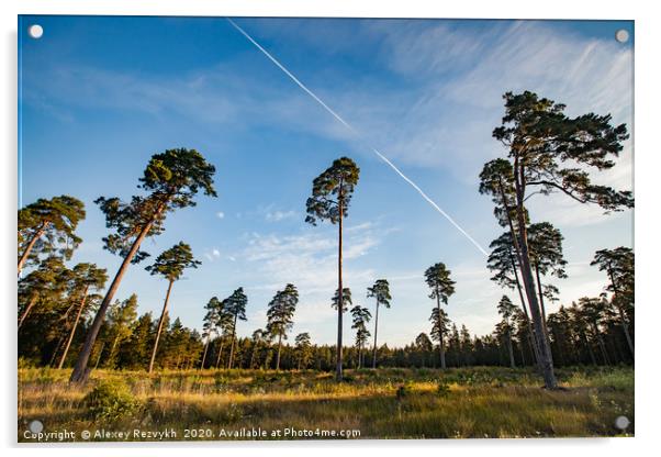 Tall pines on blue sky Acrylic by Alexey Rezvykh