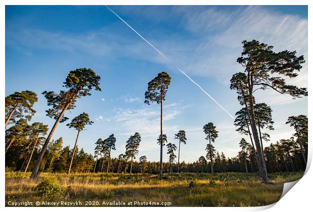 Tall pines on blue sky Print by Alexey Rezvykh