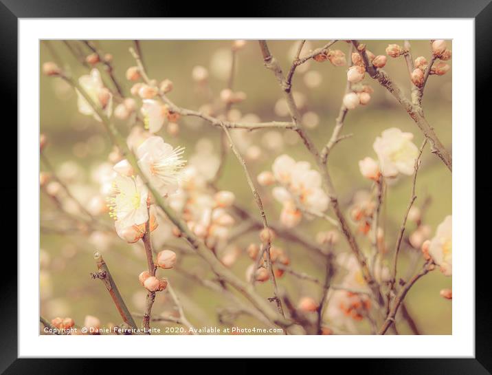 Sakura Flowers, Imperial Palace Park, Tokyo, Japan Framed Mounted Print by Daniel Ferreira-Leite