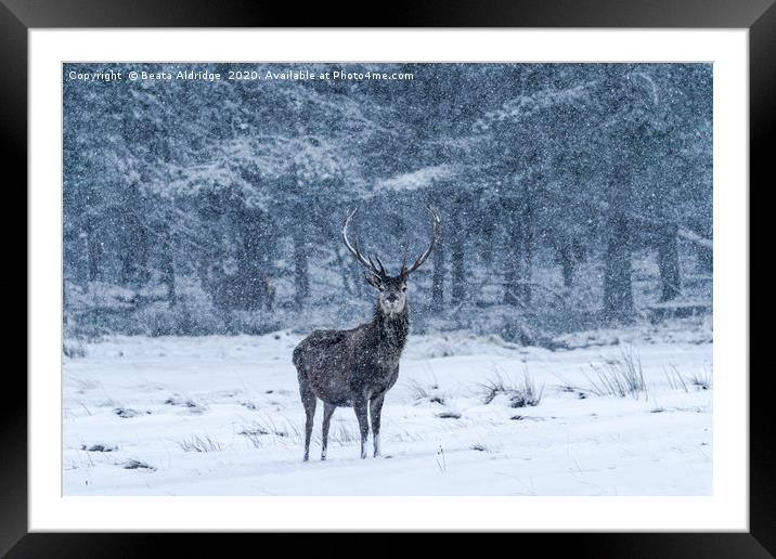 Scottish red deer (Cervus elaphus) Framed Mounted Print by Beata Aldridge
