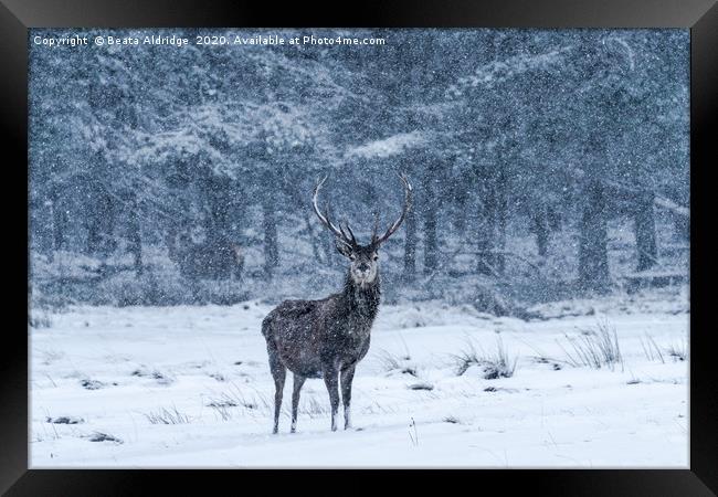 Scottish red deer (Cervus elaphus) Framed Print by Beata Aldridge