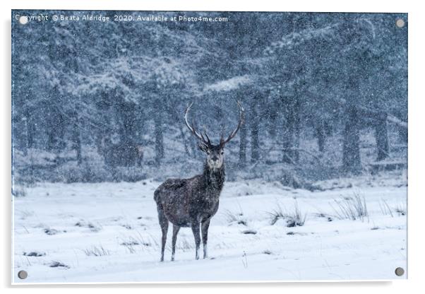 Scottish red deer (Cervus elaphus) Acrylic by Beata Aldridge