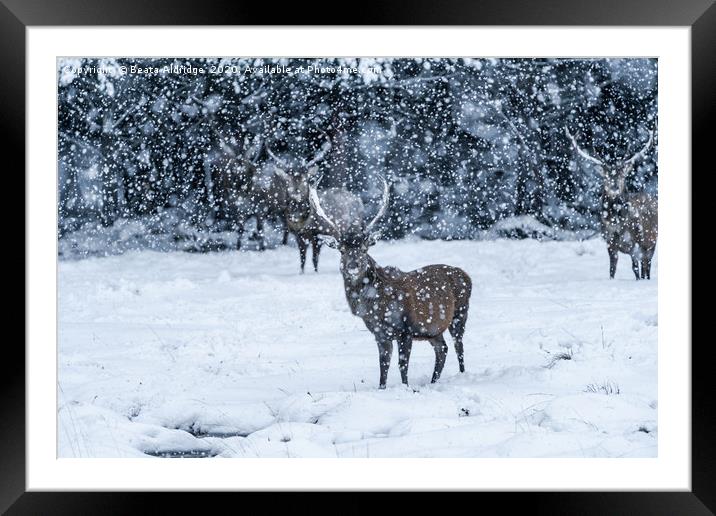 Scottish red deer (Cervus elaphus) in blizzard Framed Mounted Print by Beata Aldridge